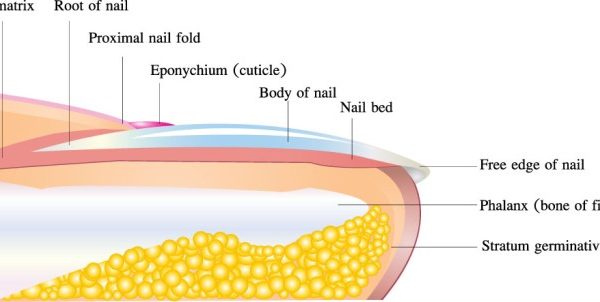 How many coats of polish on nails