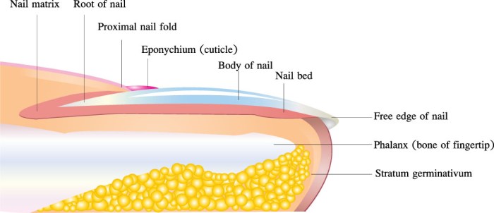 How many coats of polish on nails